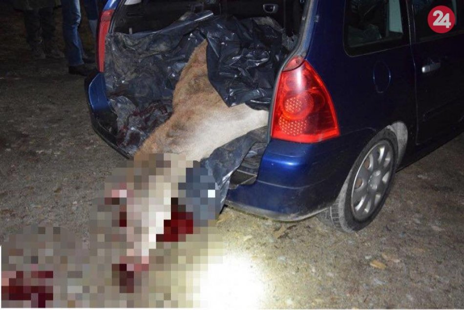 Ilustračný obrázok k článku Pytliaci prichytení pri čine: V aute mali zbrane a zastrelenú gravidnú laň